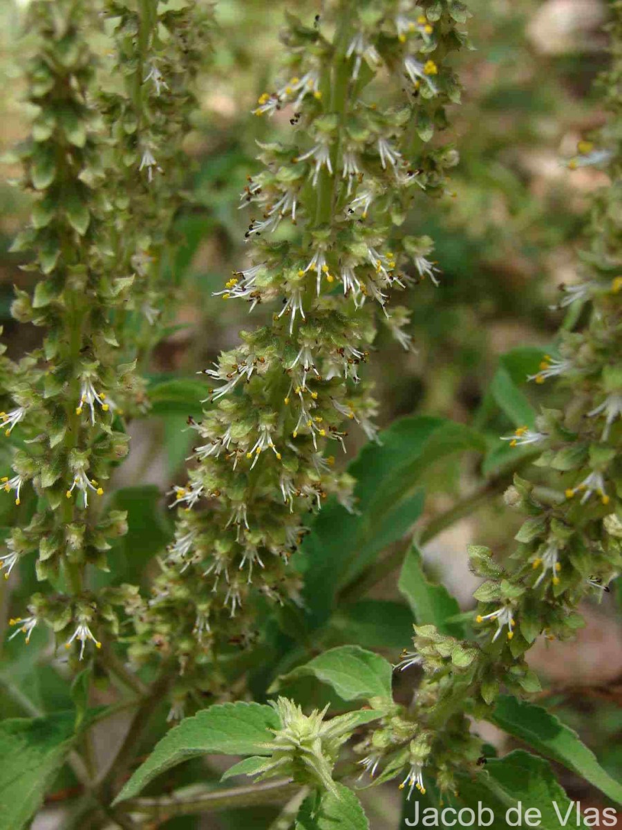 Ocimum gratissimum L.